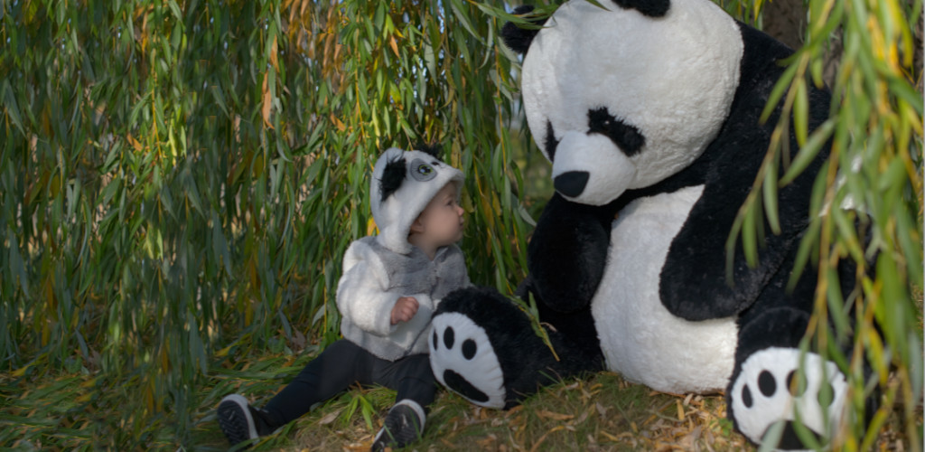 panda slideshow  website.jpg